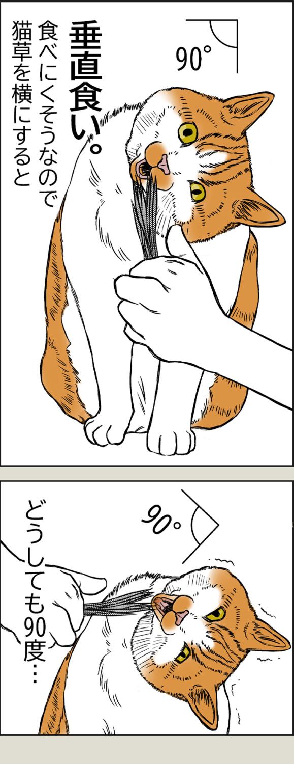 猫草それぞれ