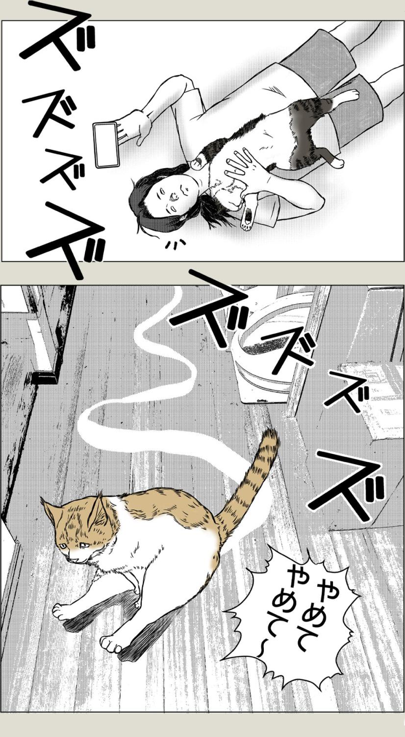 猫草、その後