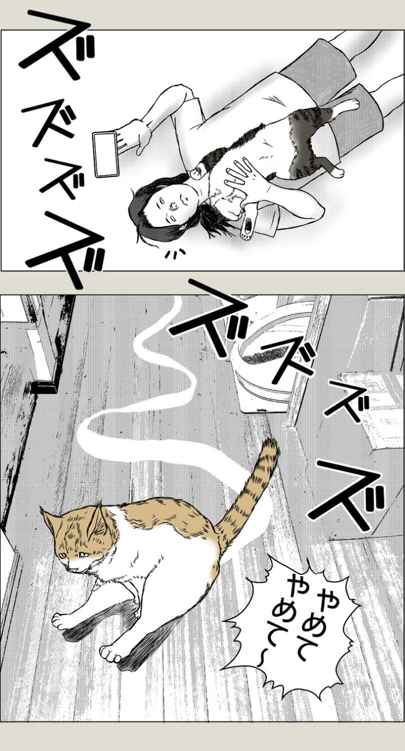 猫草、その後