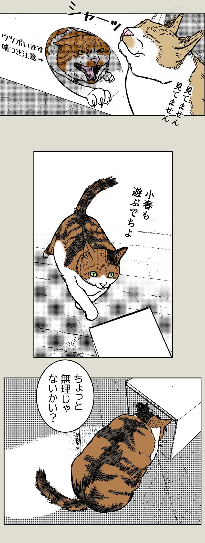 猫プレイルーム