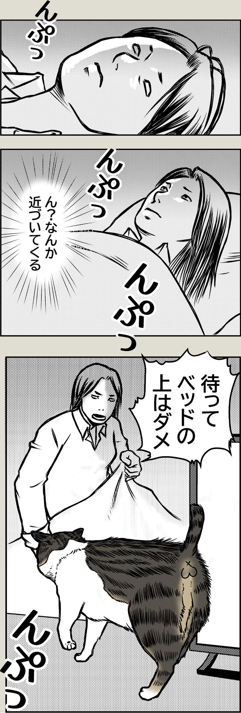 猫のリバースについて