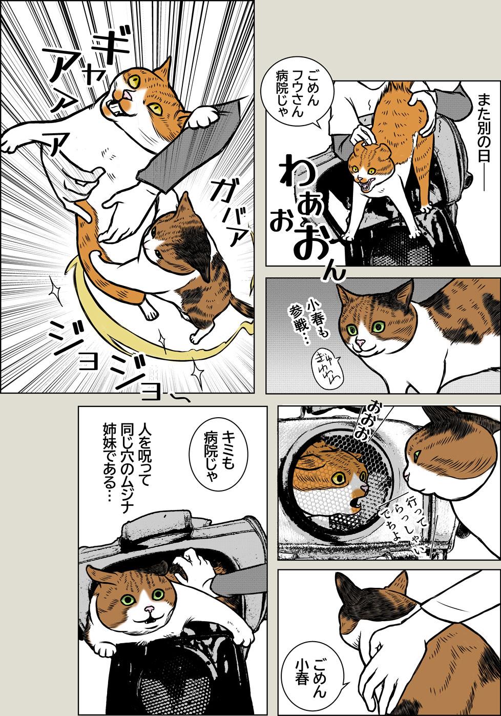 ブラック小春