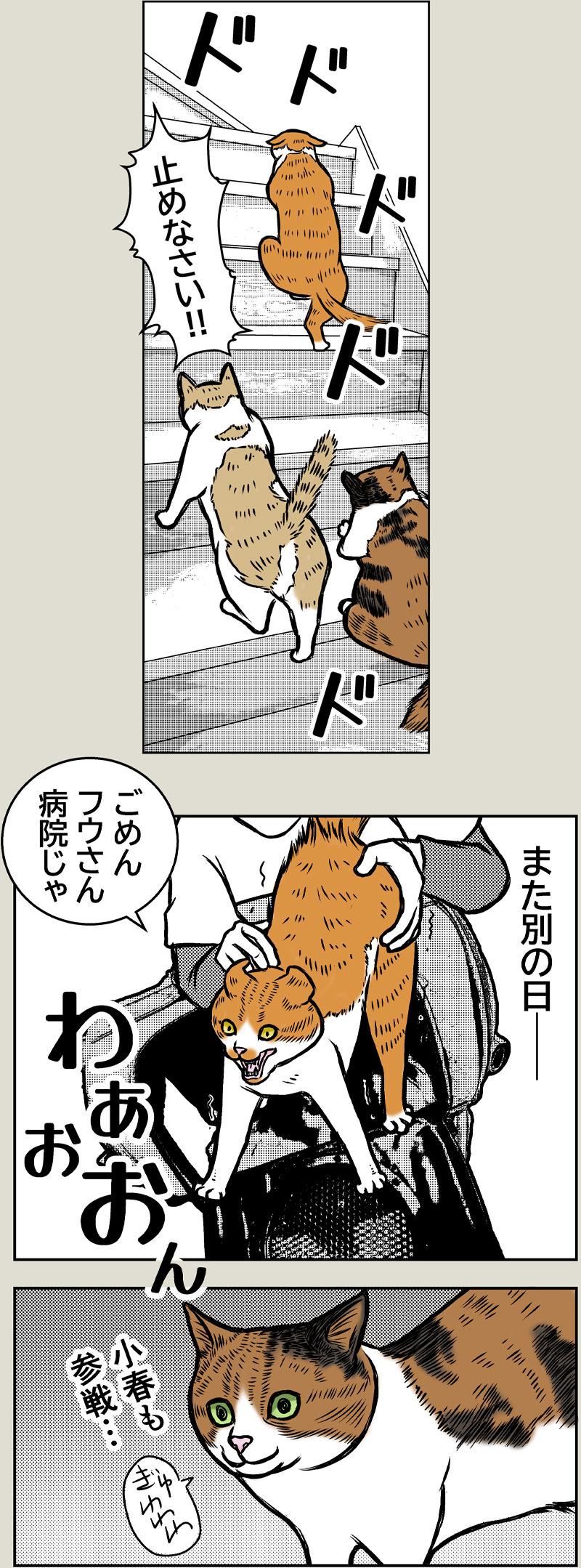 ブラック小春