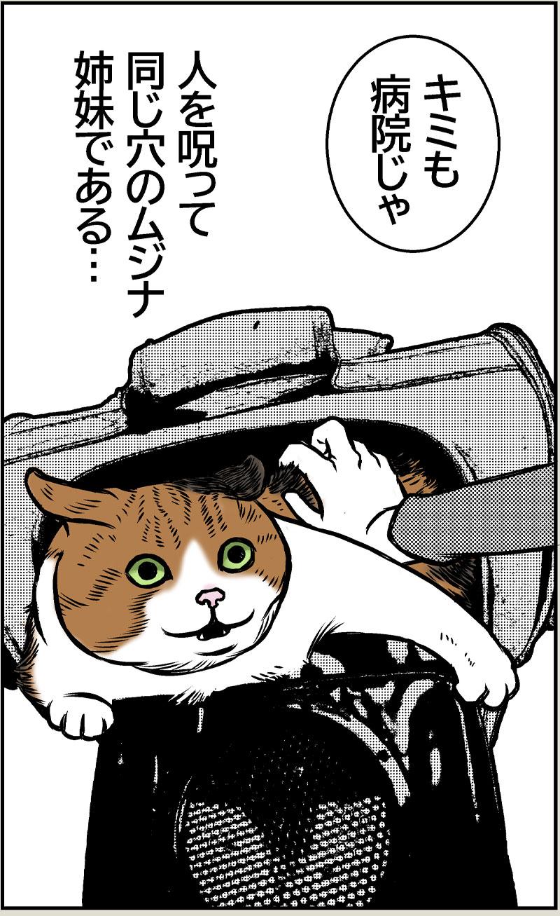 ブラック小春