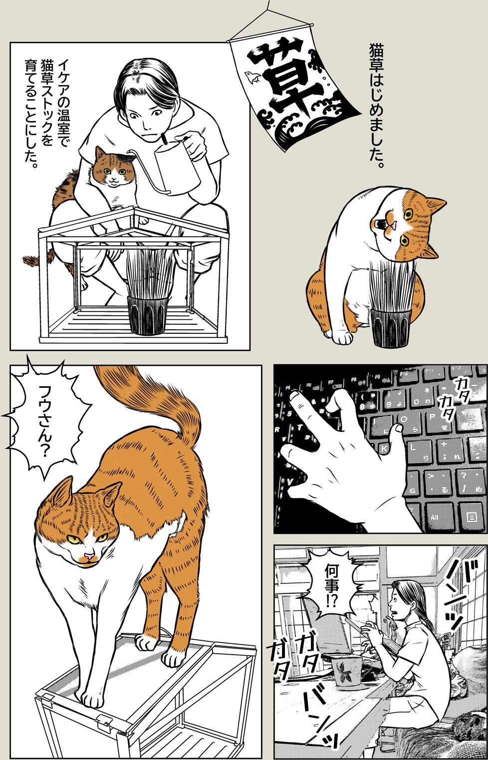 猫草はじめました