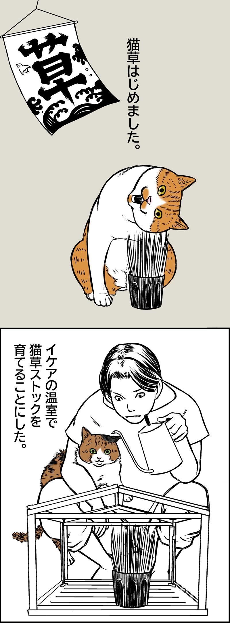 猫草はじめました