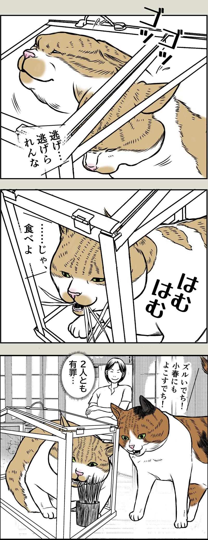 猫草はじめました