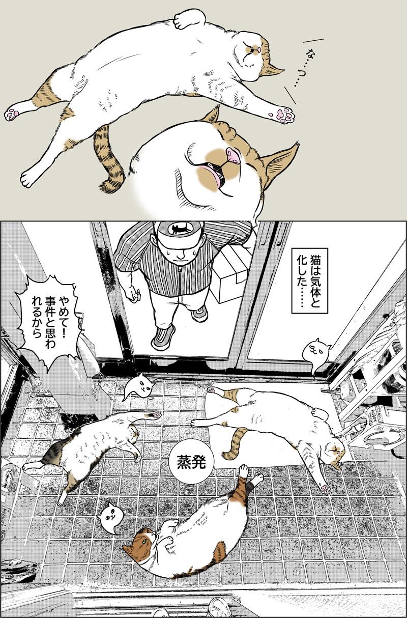 【猫科学】物質の三態
