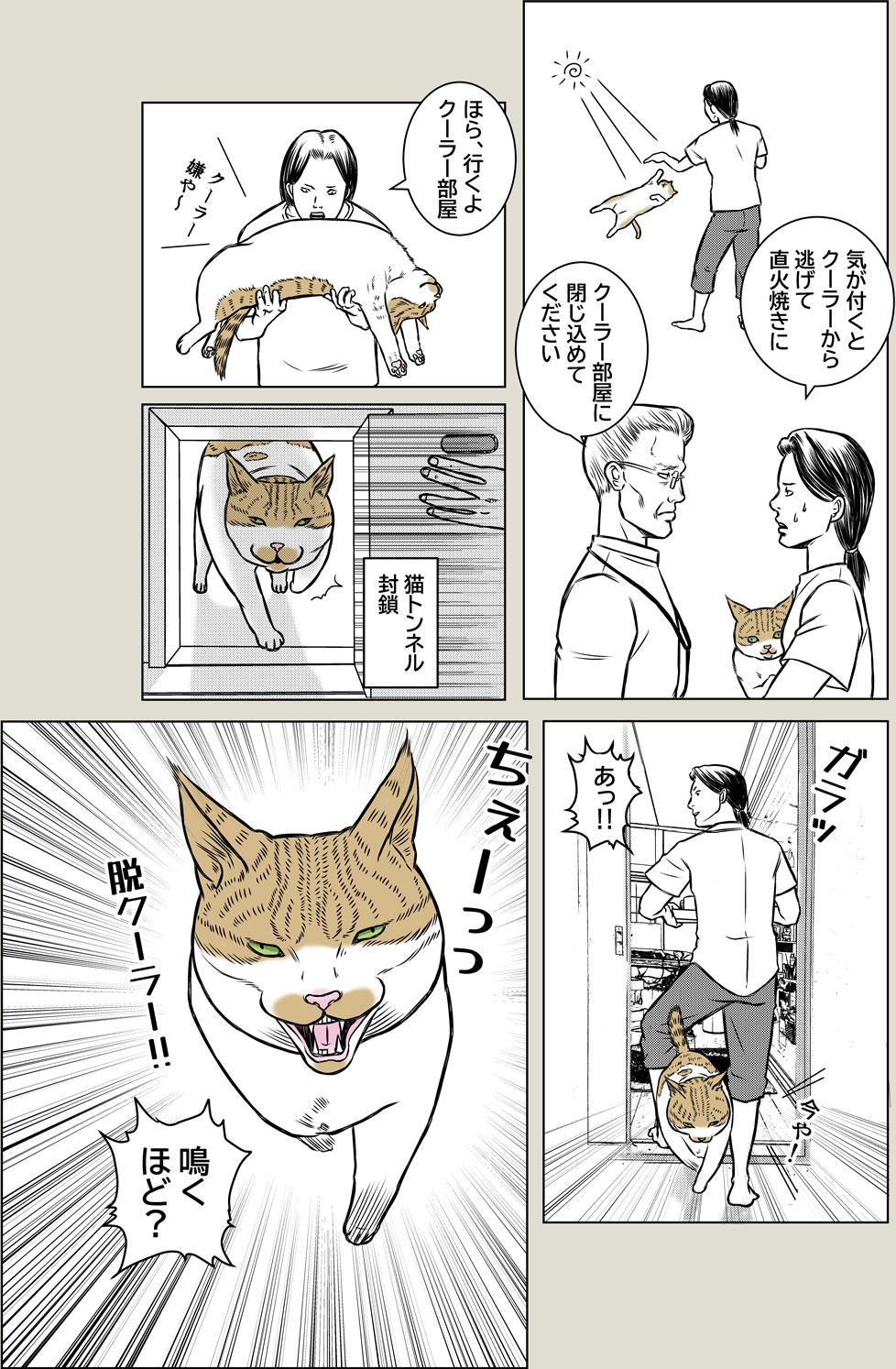 猫とクーラー