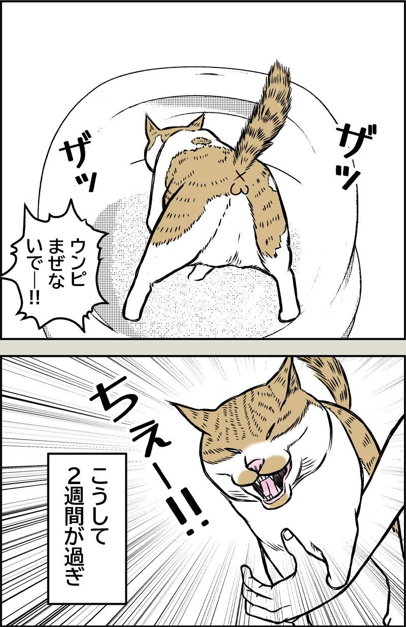 猫とクーラー