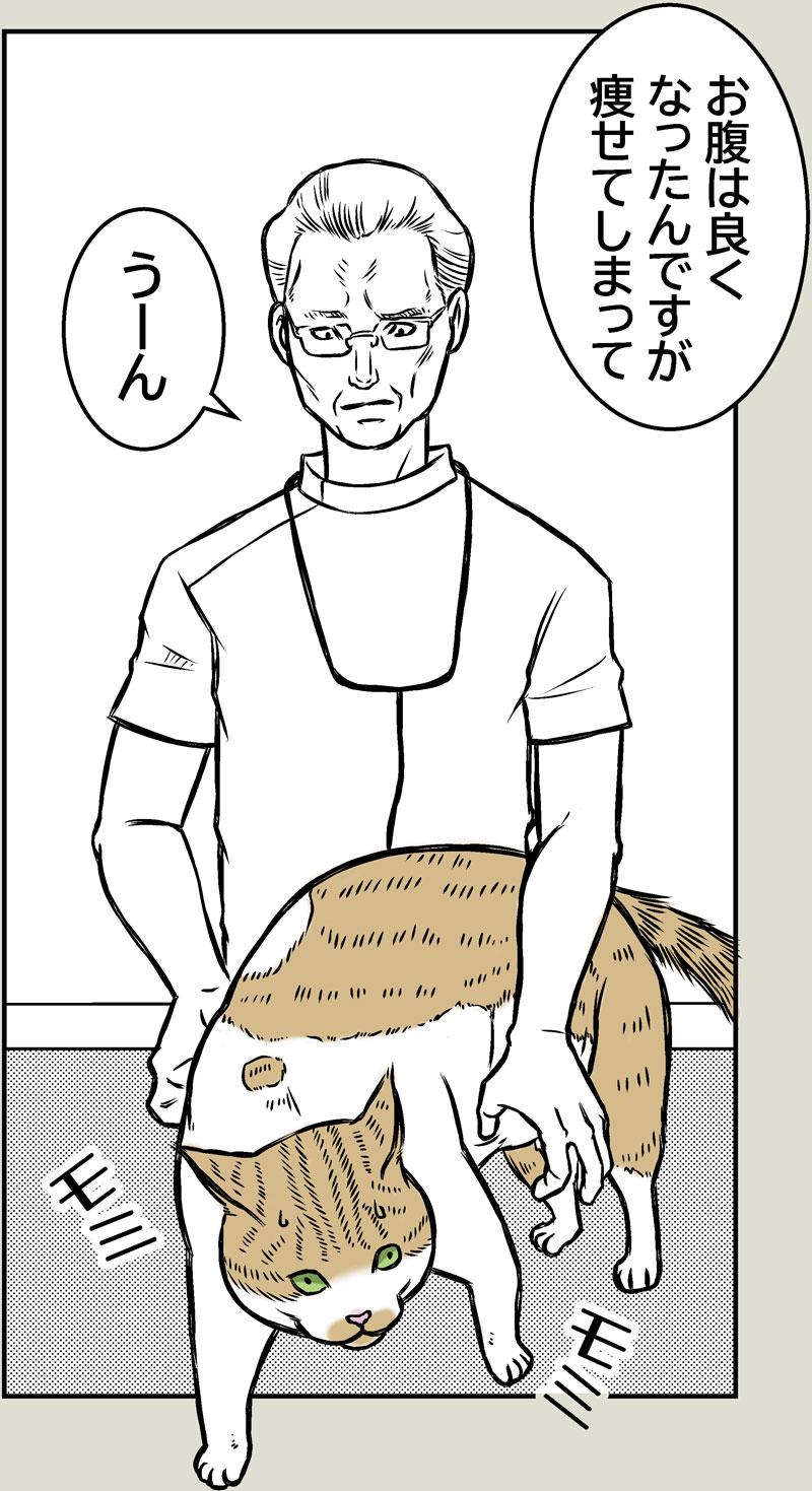 猫とクーラー