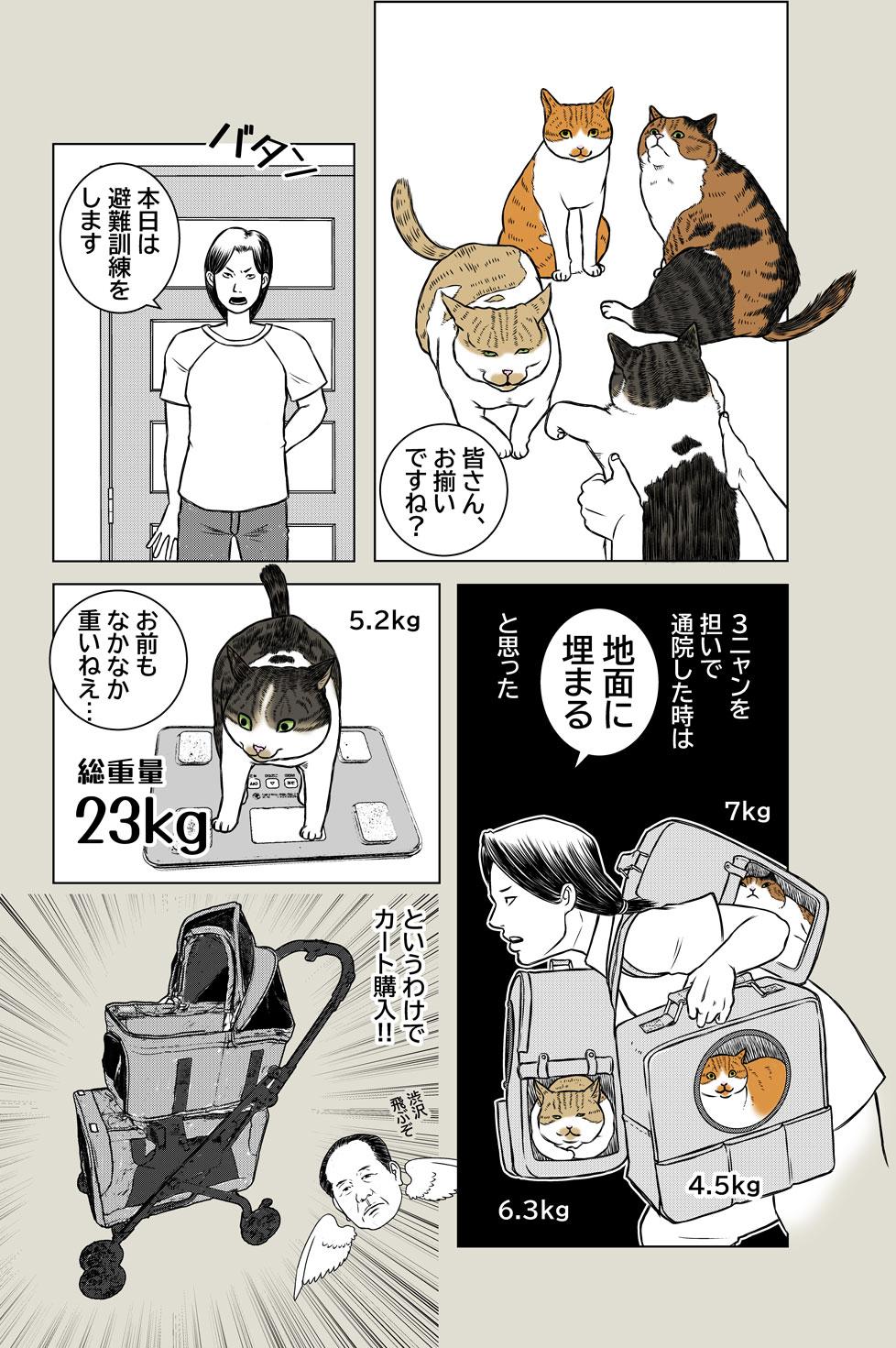 猫、避難訓練