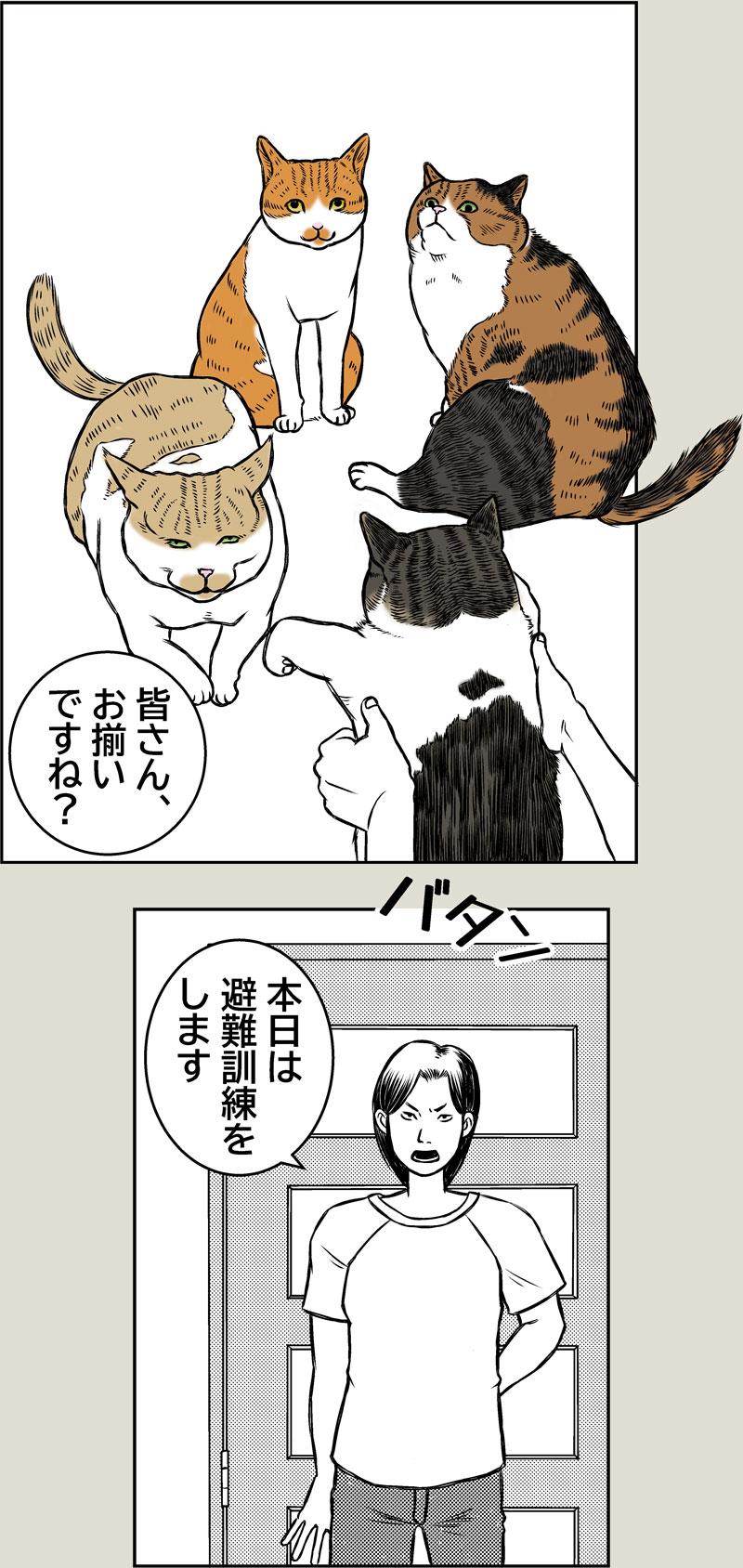 猫、避難訓練