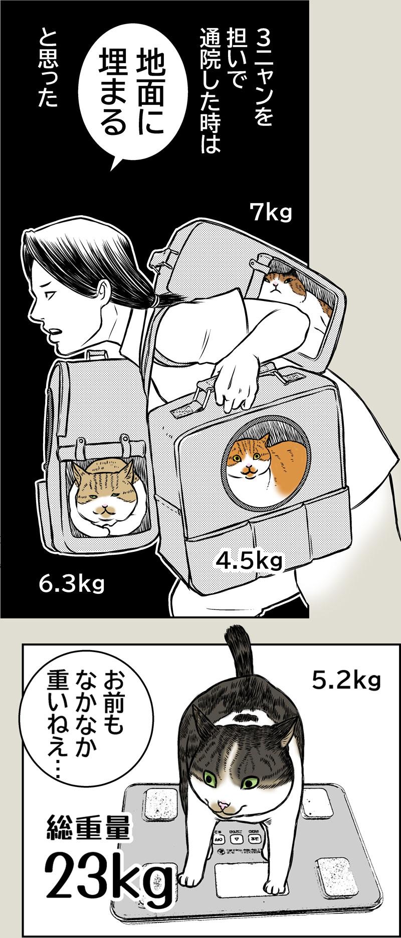 猫、避難訓練
