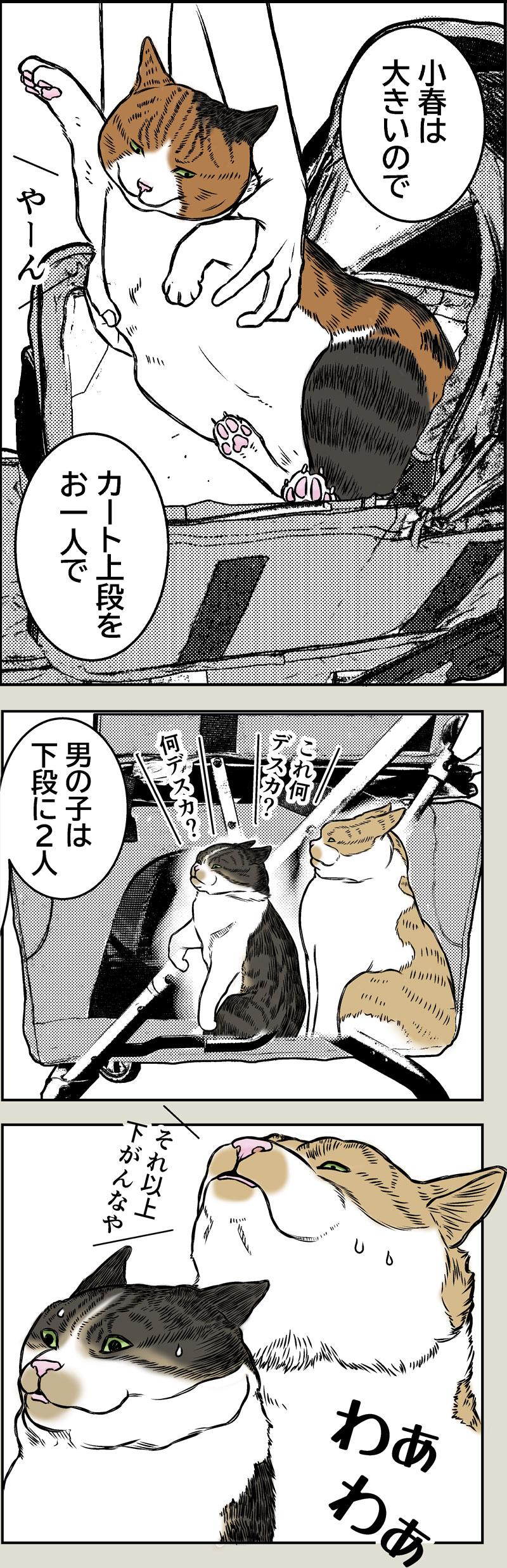猫、避難訓練