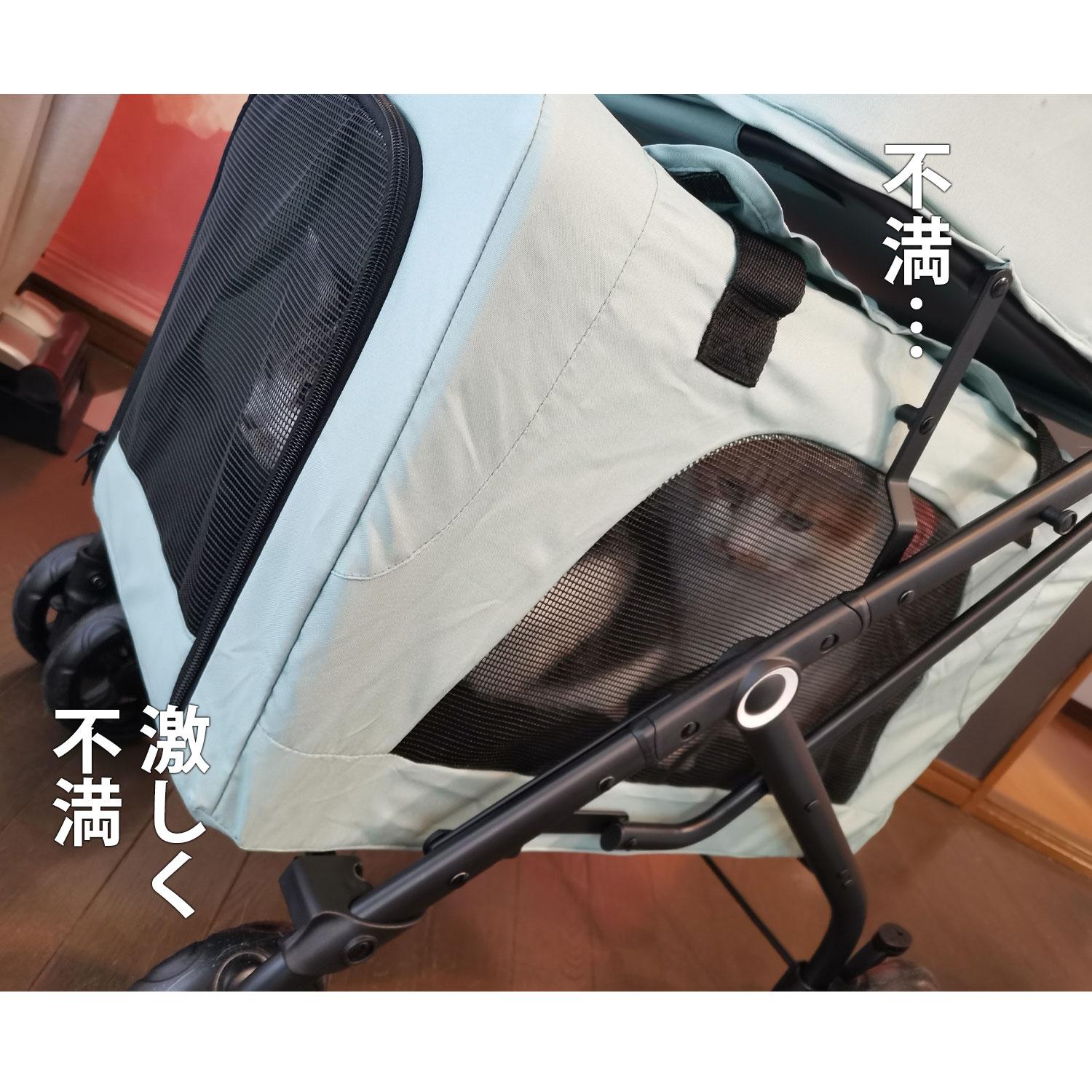 猫、避難訓練