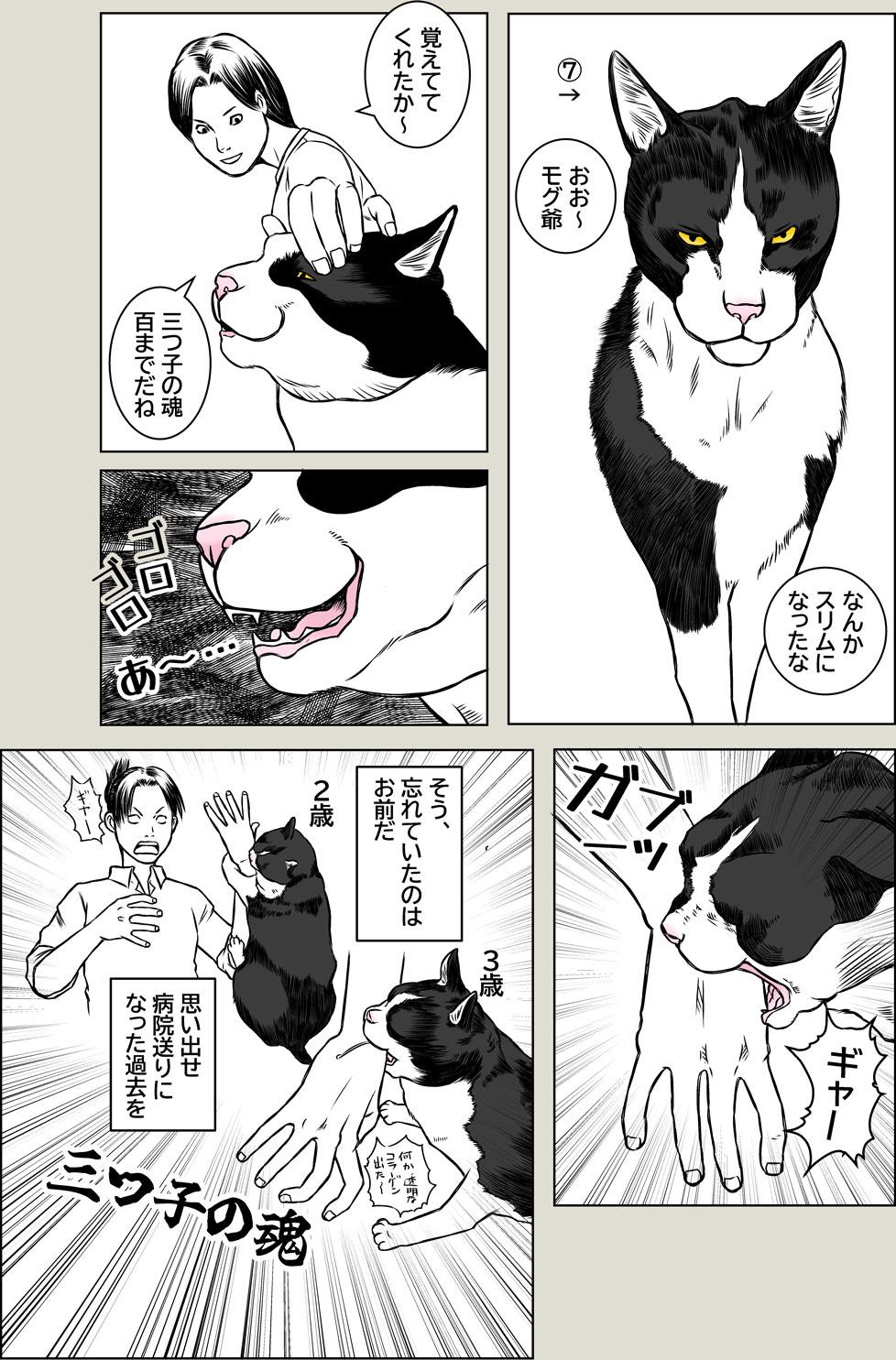 猫本部（実家）にて