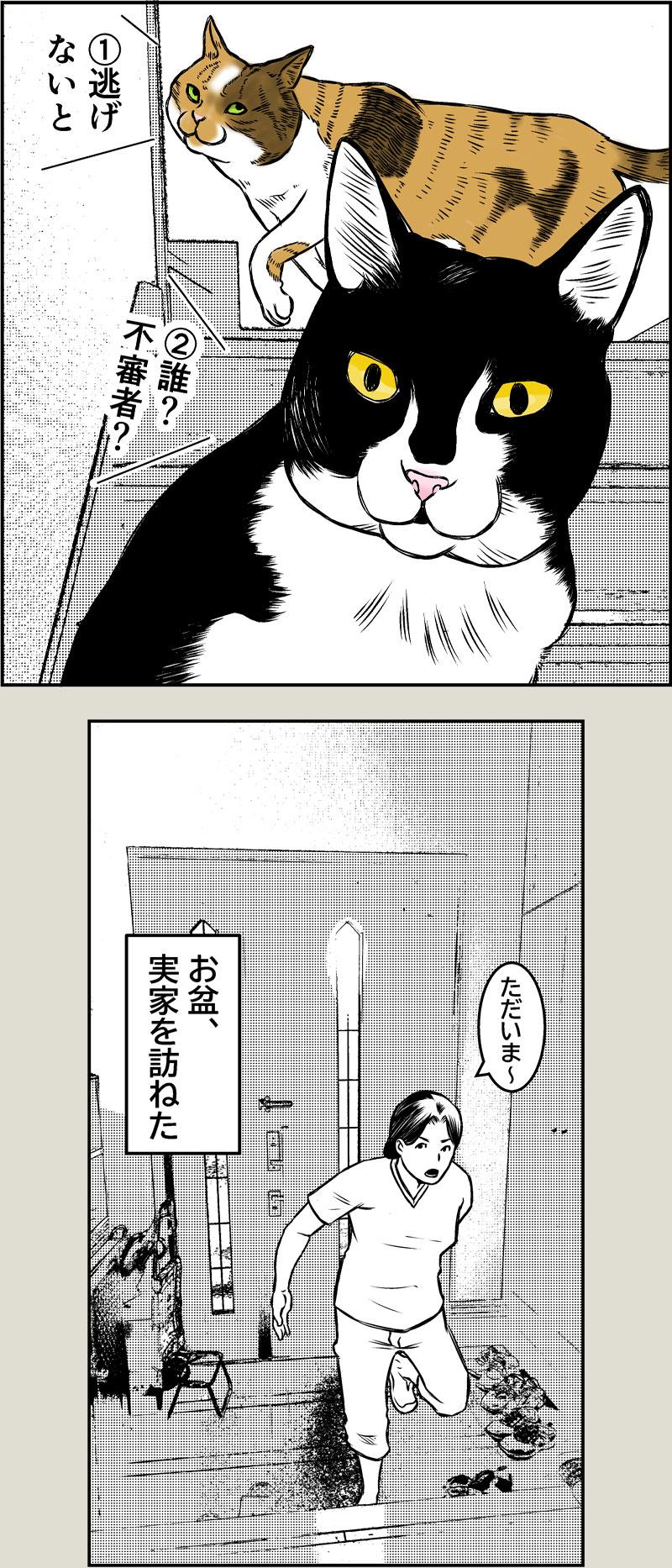 猫本部（実家）にて