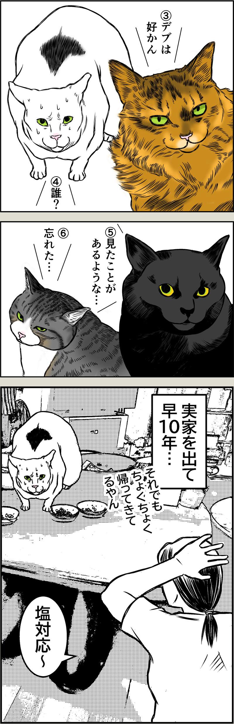 猫本部（実家）にて