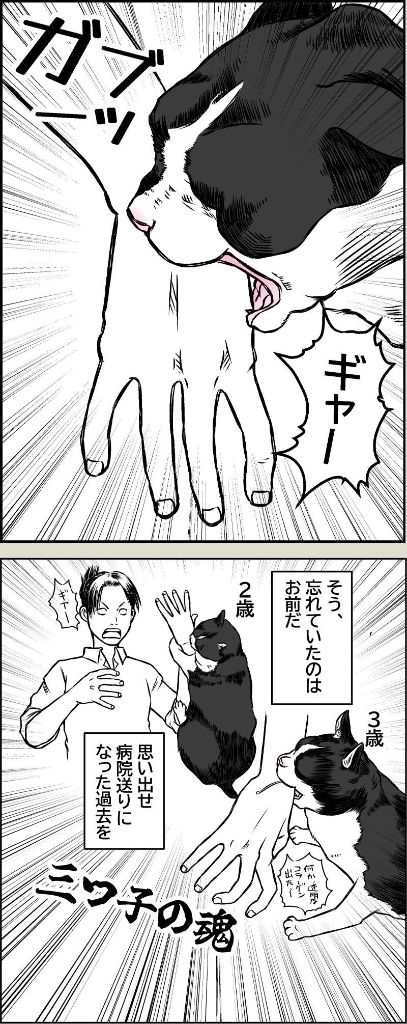 猫本部（実家）にて