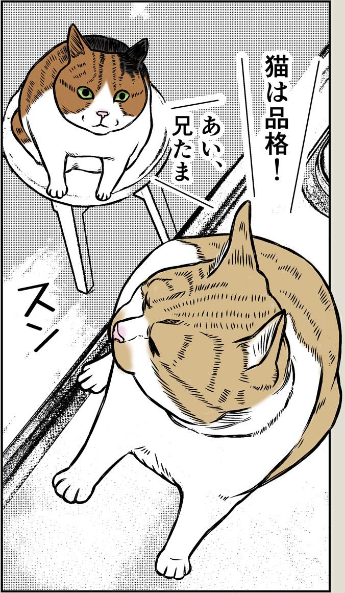 猫の品格