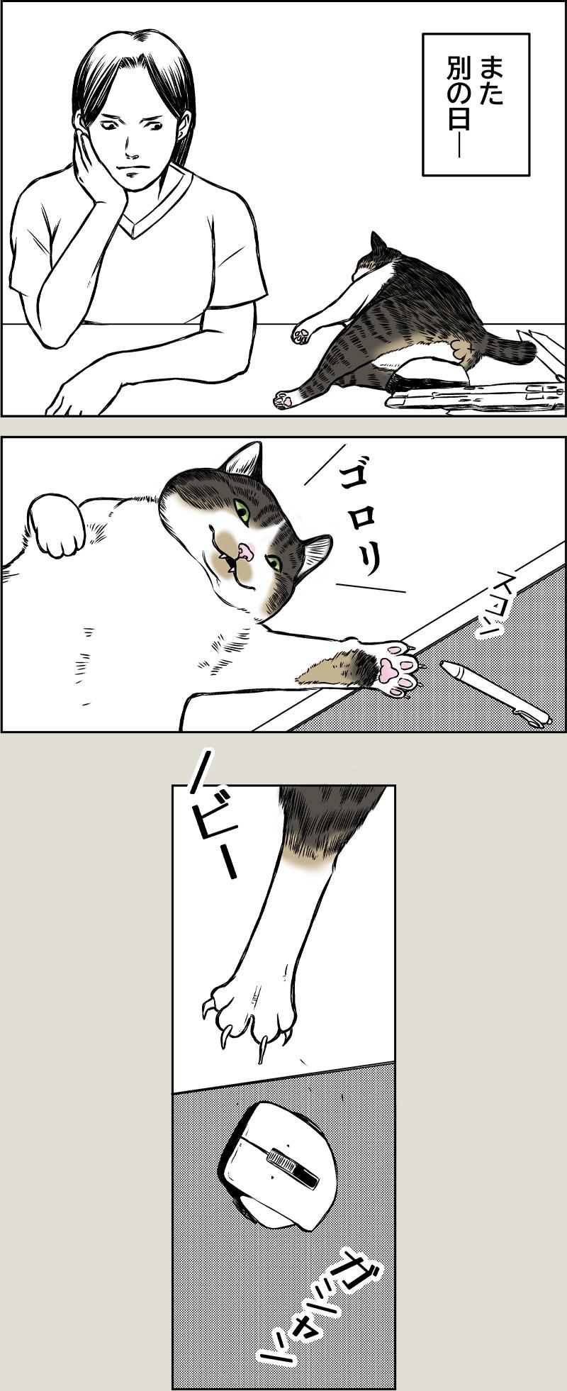 猫なの？