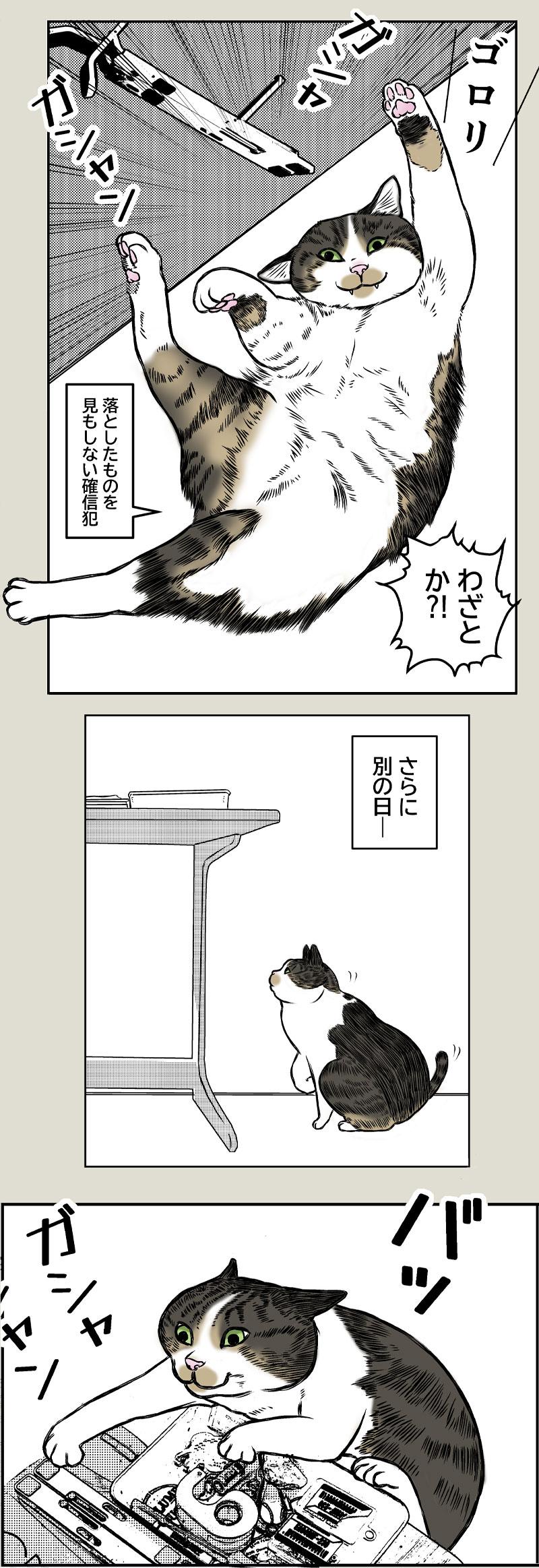 猫なの？