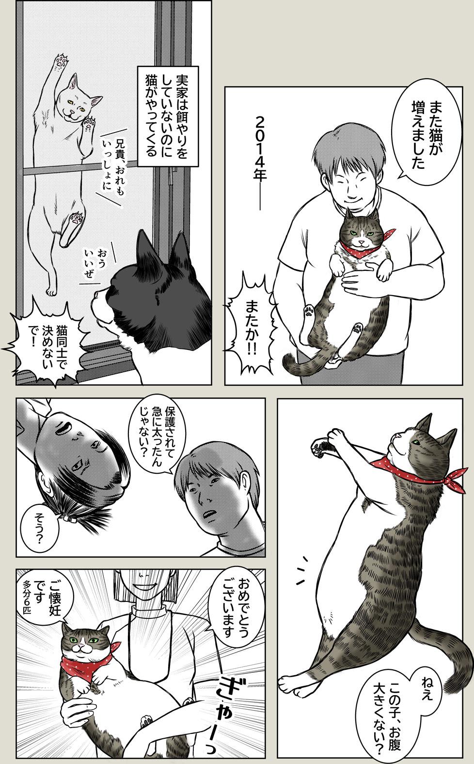 幸運の黒猫