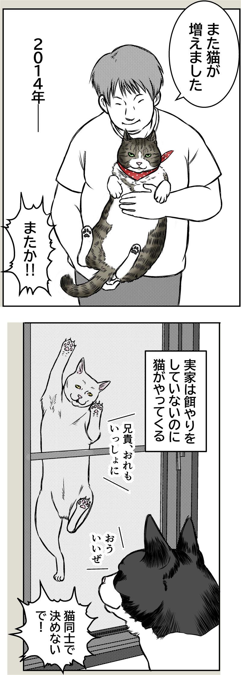 幸運の黒猫