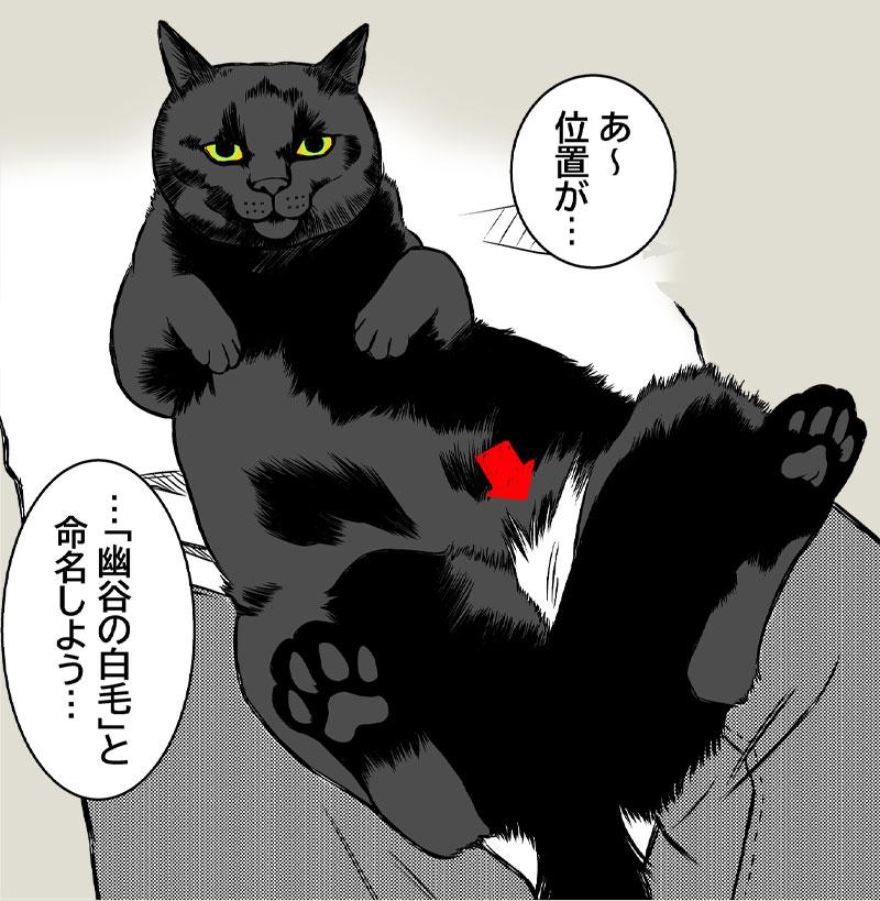 幸運の黒猫