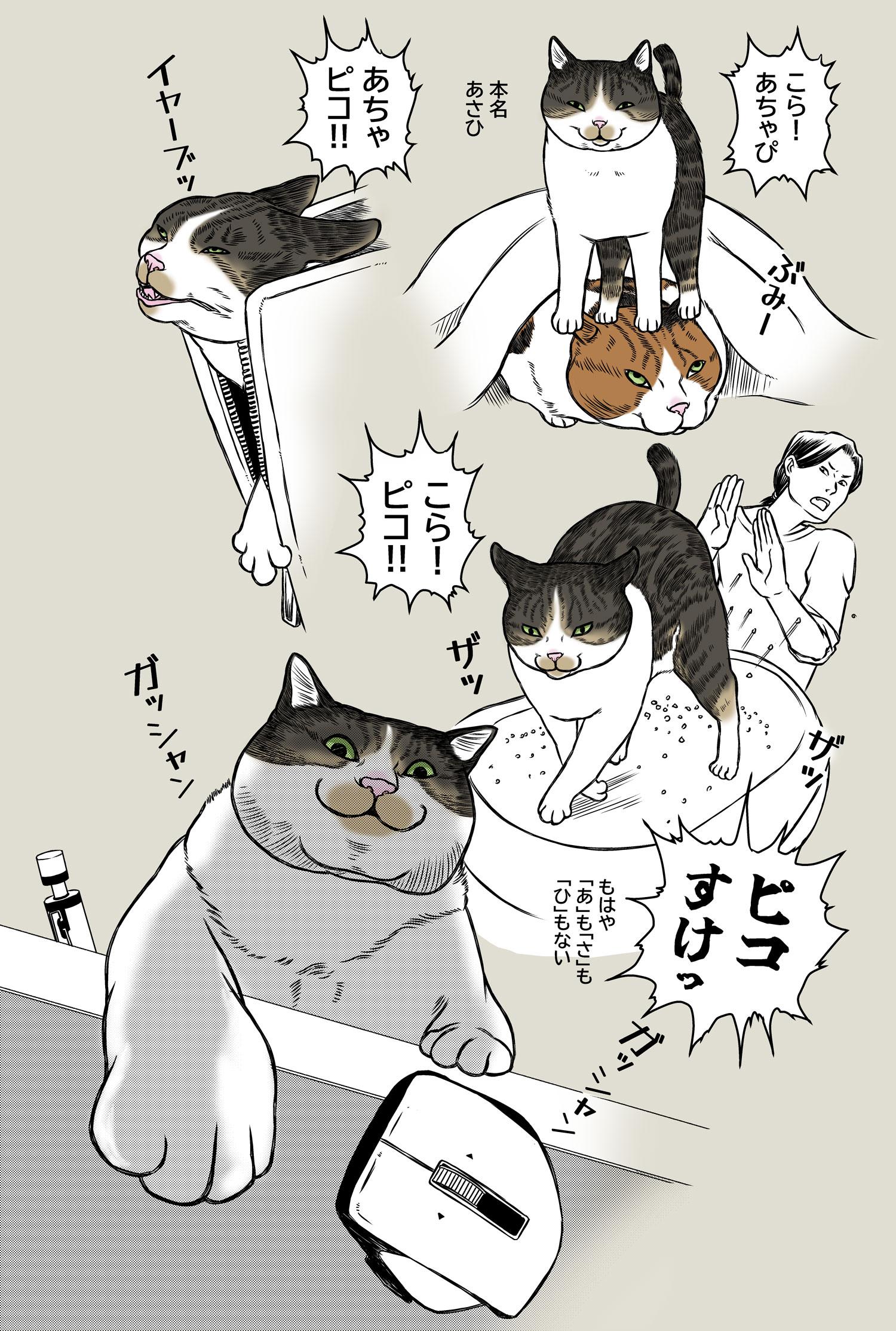 猫の名前の進化について