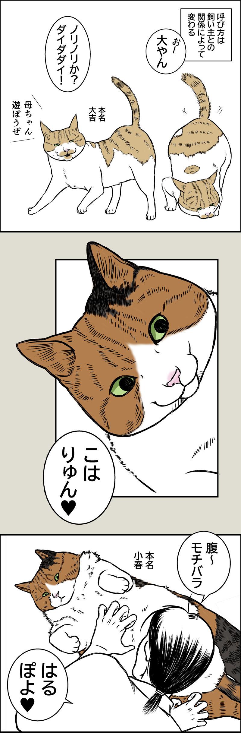 猫の名前の進化について