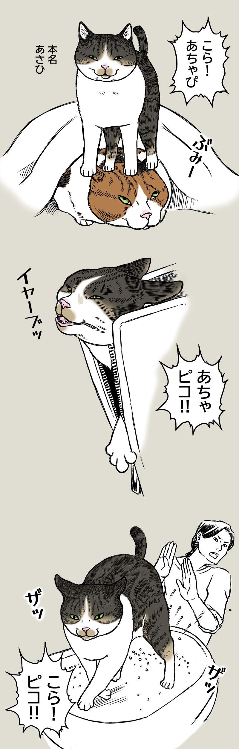 猫の名前の進化について