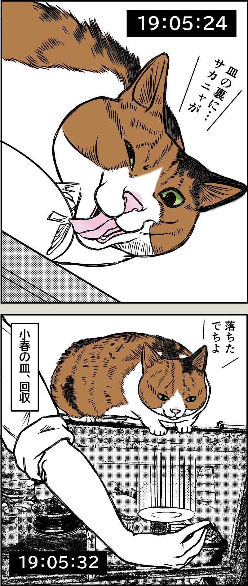 晩御飯ルーティーン