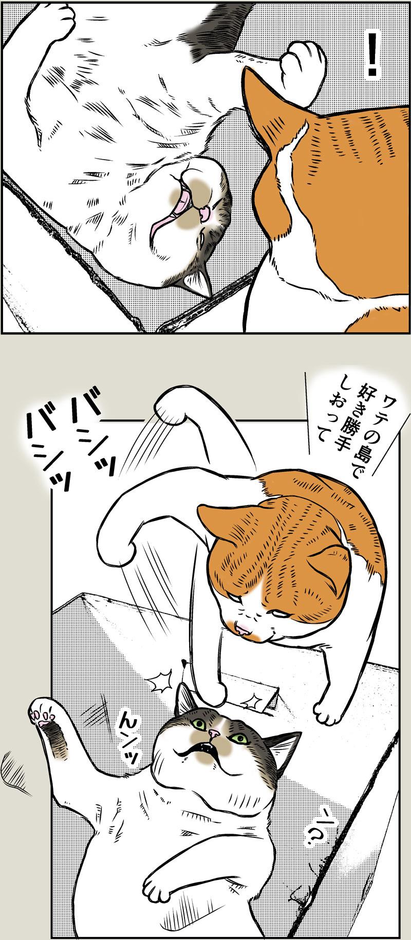 猫と大掃除2026