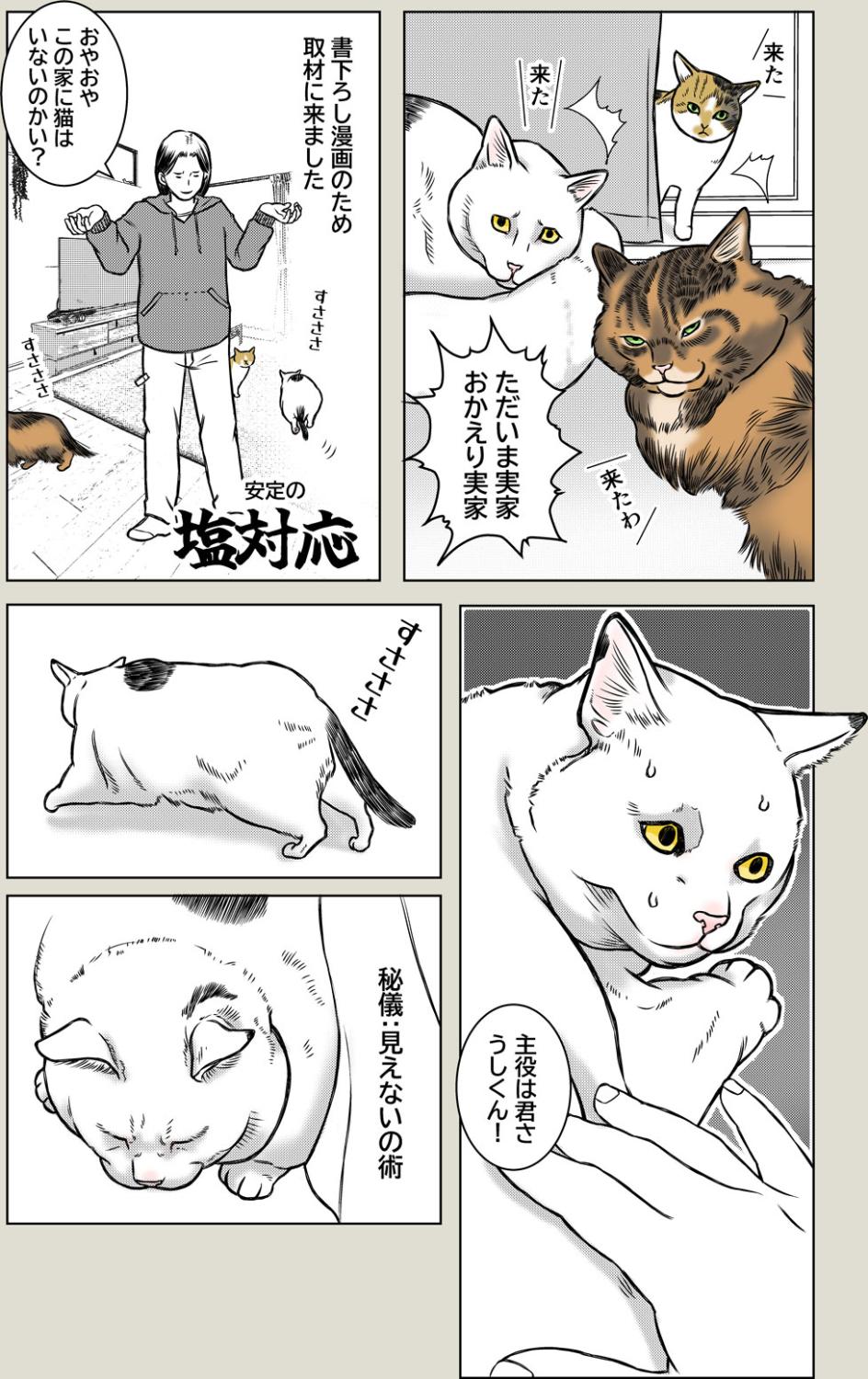 猫に近道なし