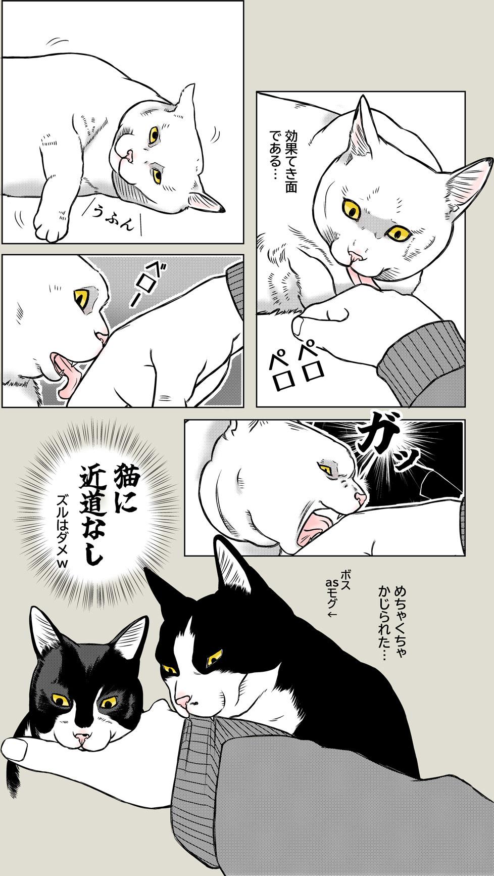 猫に近道なし
