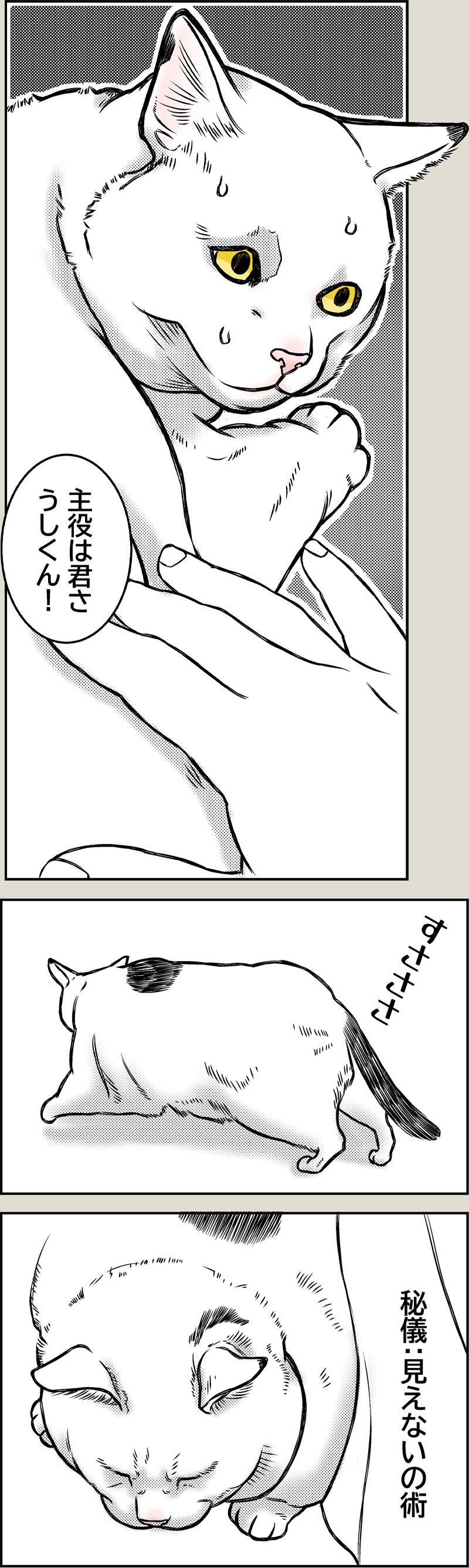 猫に近道なし