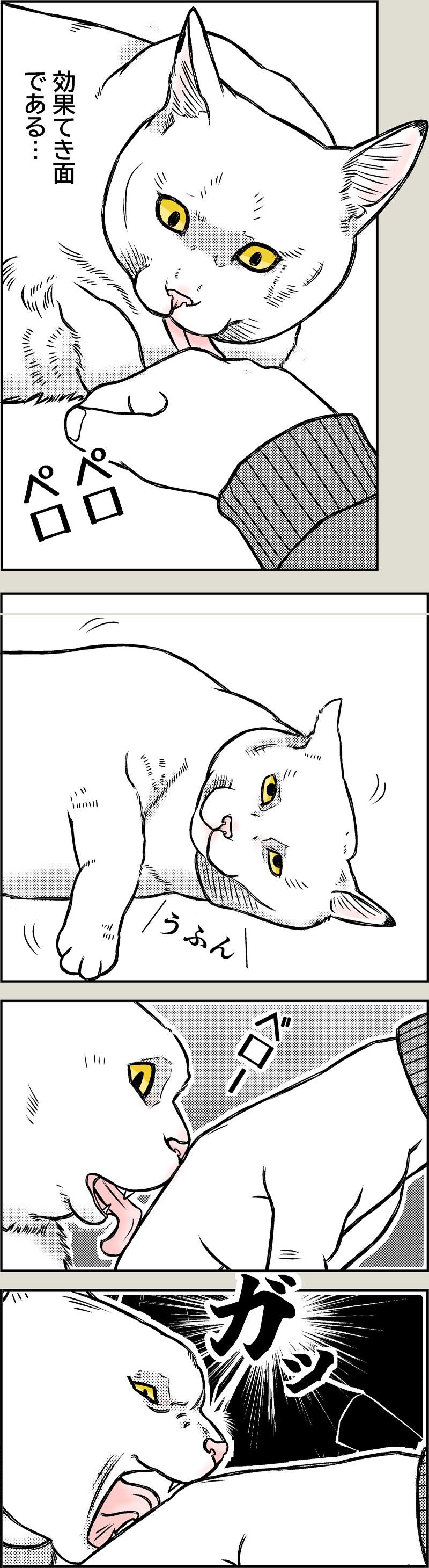 猫に近道なし