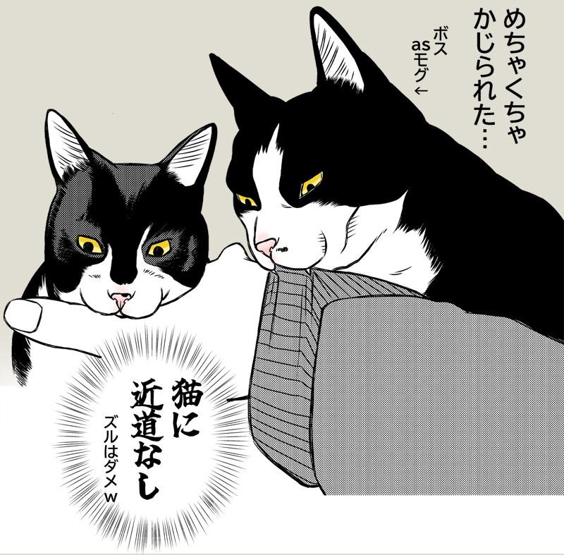 猫に近道なし