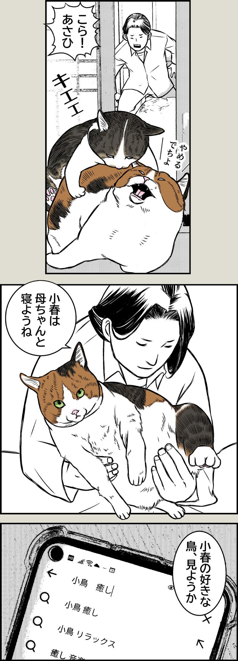 猫映画館OPEN