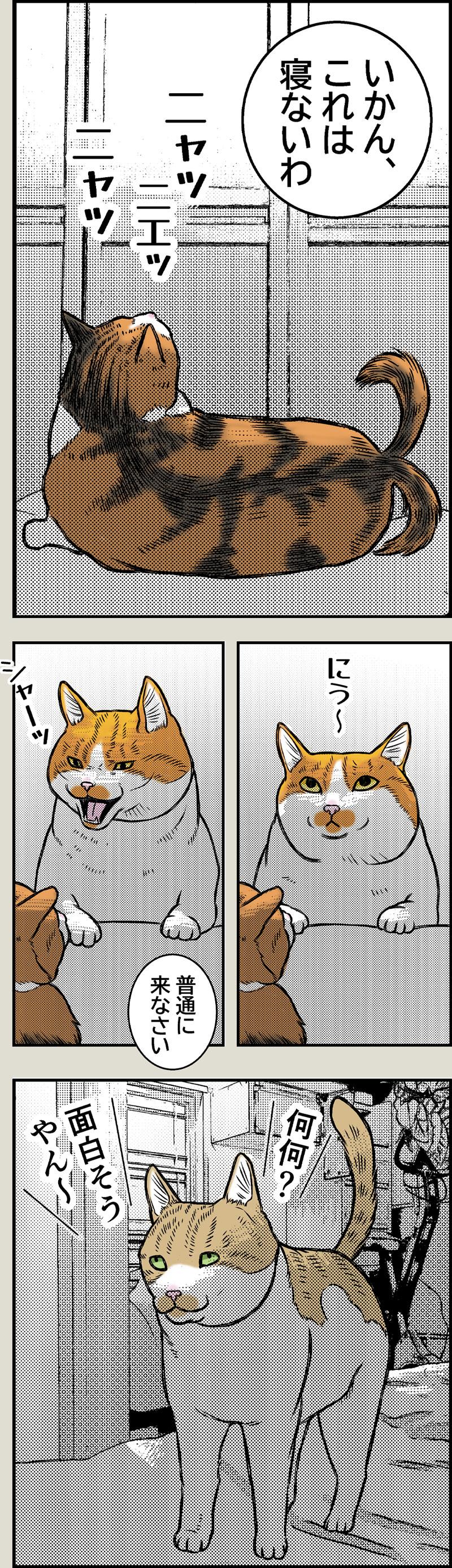 猫映画館OPEN