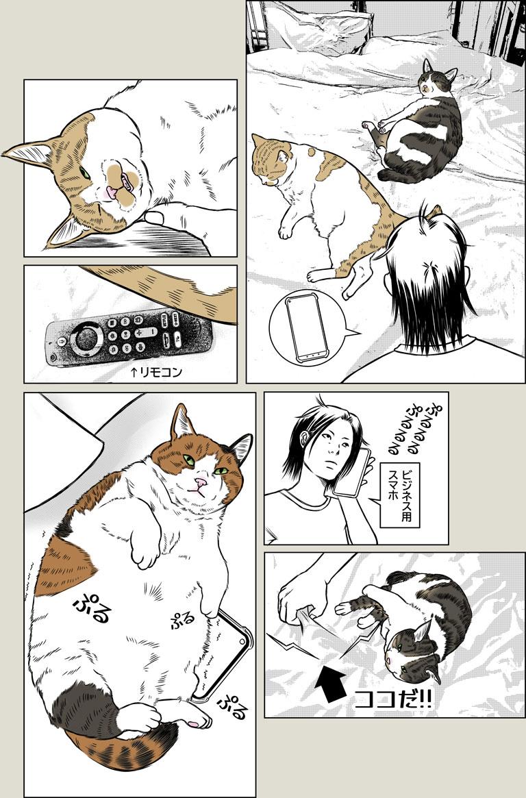 猫飼いの探し物