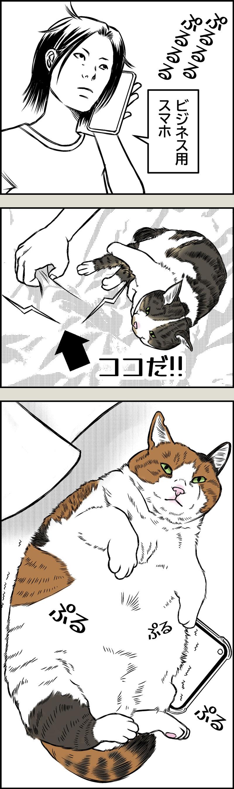 猫飼いの探し物
