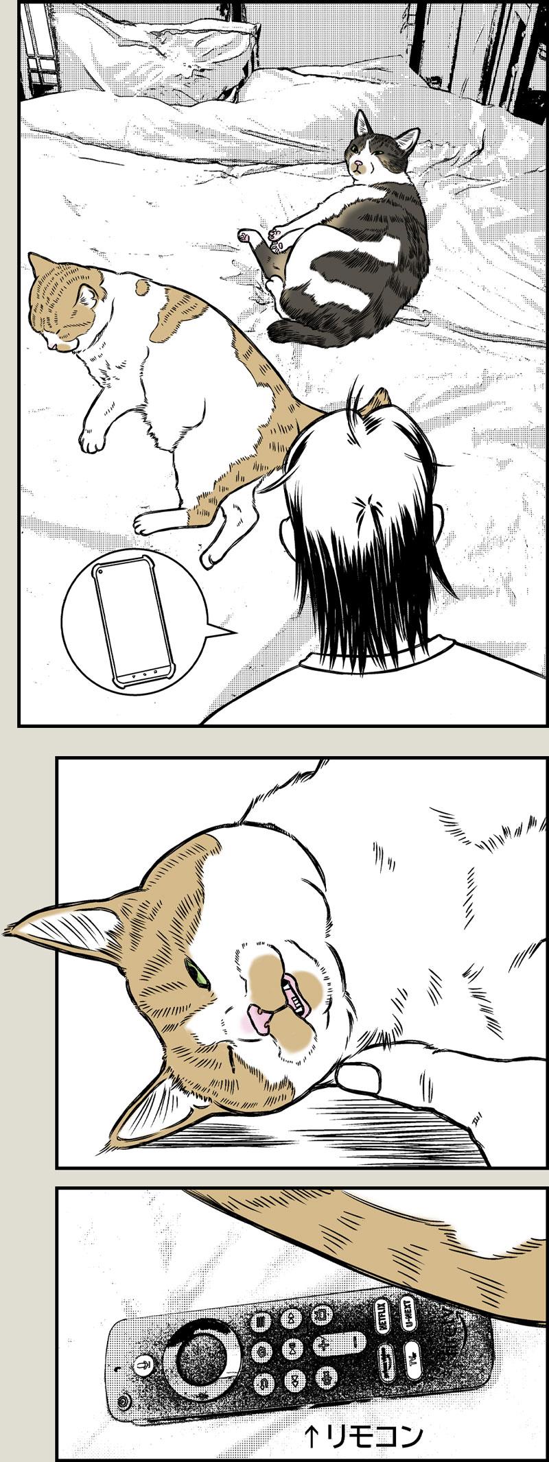 猫飼いの探し物