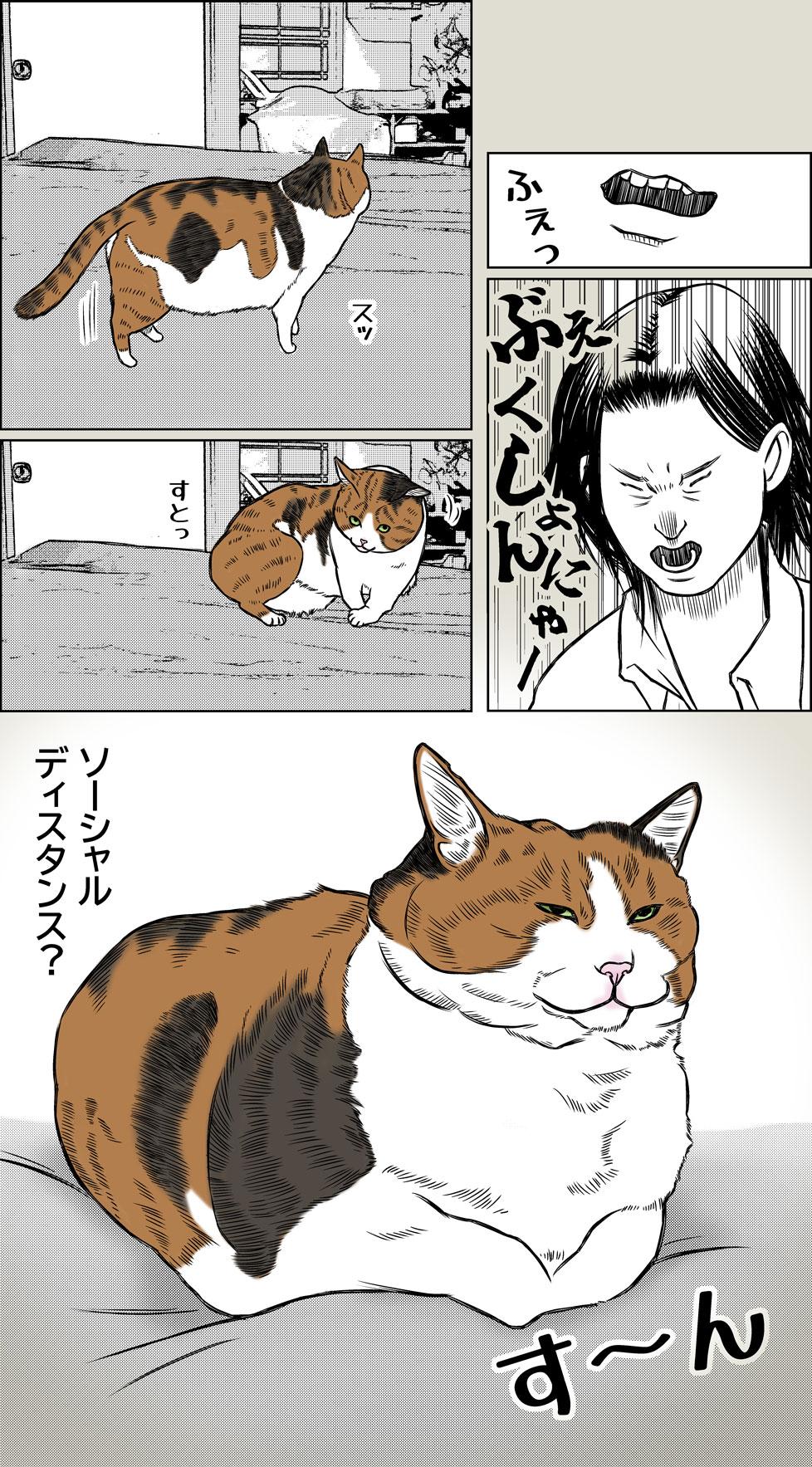 猫と夏風邪1