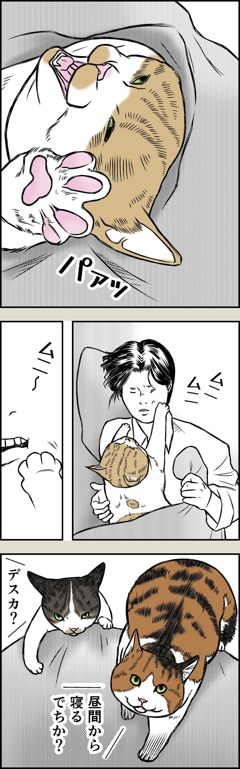 猫と夏風邪1