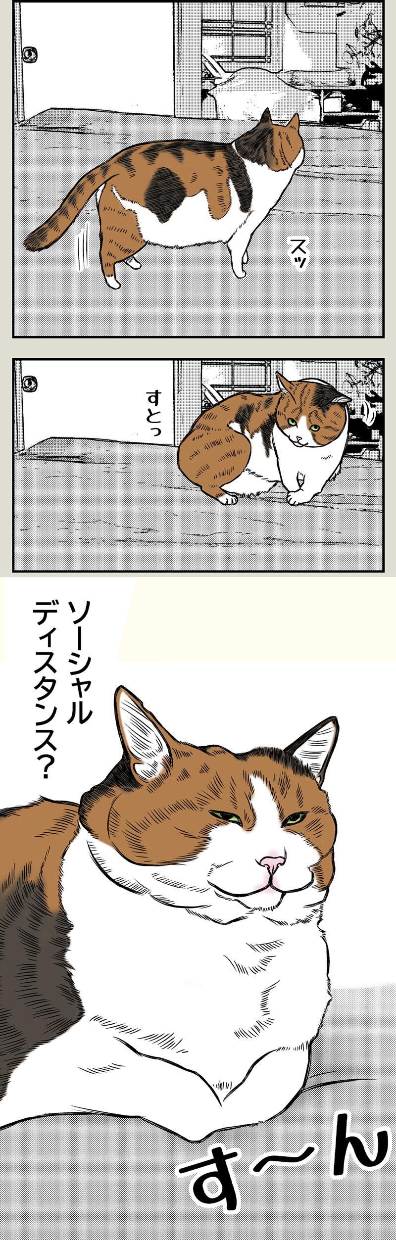 猫と夏風邪1