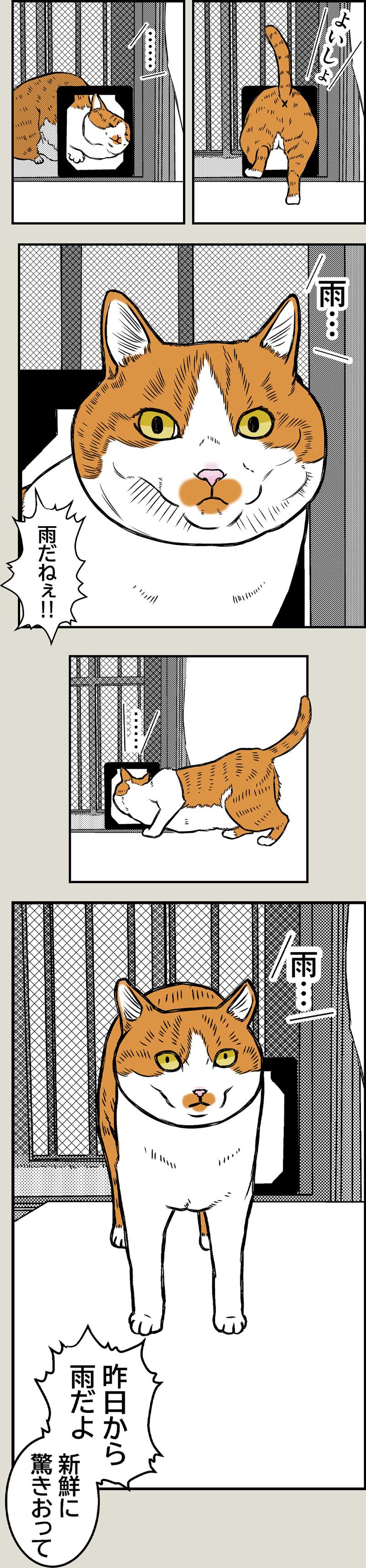猫と夏風邪2