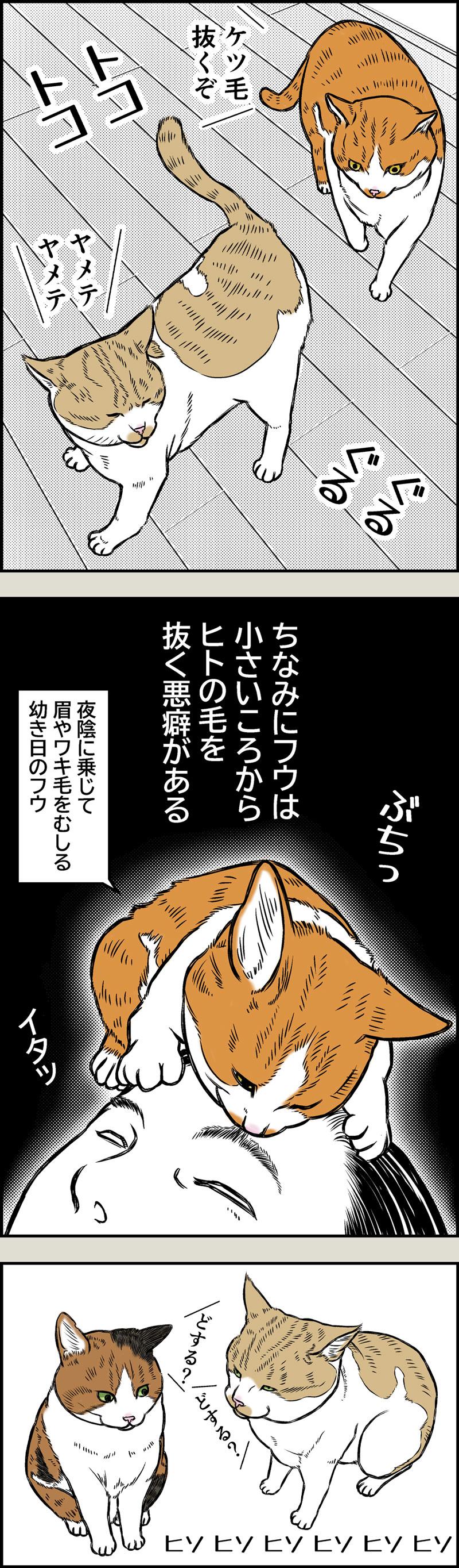 ポケポケ